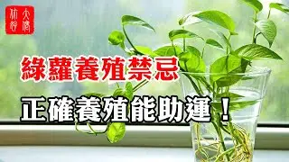 【植物風水】綠蘿養殖禁忌！枝葉繁茂、下垂嚴重有可能導致破財，正確養殖才能助運！#大佬你好啊