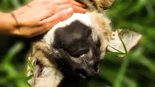 Rescued Maned Wolf pup is beyond adorable!
