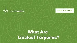 What are Linalool Terpenes?