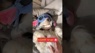 ASMR relax for a dog 🐶 triggers sounds ✨ полное расслабление здесь 😂. Как расслабиться перед сном?