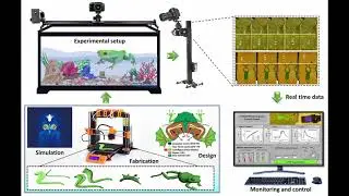 Bioinspired Natural Frog robot (EXPOG) for synchronous swimming, 3D printing of multi-material & SMA