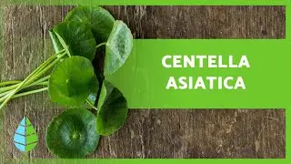 CENTELLA ASIATICA : Propri&eacute;t&eacute;s et Bienfaits 🍀