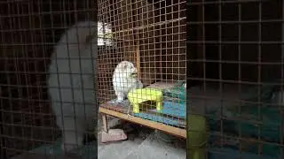 😍It's is a very good dog it is chow chow for his owner to come crying