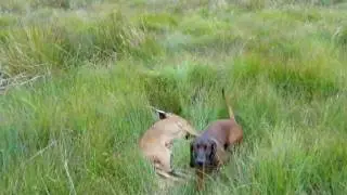 Bavairian Mountain Hound Roe Deer july stalking 007.MOV