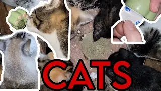 ADORABLE Cats & Kittens: New Catnip Toy + ASMR Unboxing and Chow Time 🐾🐱
