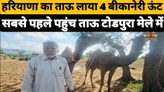 हरियाणा का ताऊ लाया 4 बीकानेरी ऊंट | todpura pashu mela 2025
