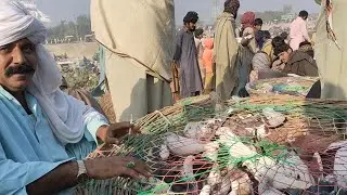 Birds And Pigeons Markeet New Rates Updates Fighter Pigeon Per Bird 450/Khera 300/ Per Bird 2021 new
