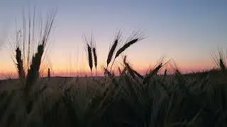 triticale sunrise:   little preview &ndash; farmer at work - hybrid wheat and rye - summer at rivulet