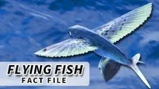 Flying Fish Explained &ndash; Ocean&rsquo;s Aerial Wonder