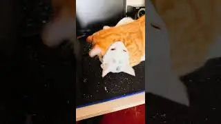 Часть 1. Драка за мяту. Part 1. A fight over mint. #cat #catfight #catnip