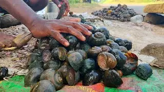 Snails Curry | Cleaning Cooking & Eating | How To Clean And Cook Snails | Indian Snails Gravy Recipe