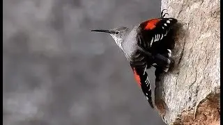 Treparriscos aliment&aacute;ndose (Tichodroma muraria) Pajarina de las nieves - Wallcreeper feeding.