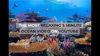 Ocean Whispers: A 5-Minute Break to Dive into Serenity [5 Min Timer] #4kvideo #soothingrelaxation