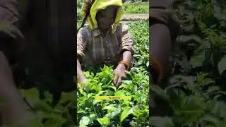 Making of Assam CTC Black Tea in Factory |  THE TEA MANUFACTURING PROCESS