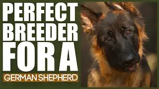 How To Find The PERFECT BREEDER For A GERMAN SHEPHERD