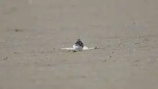 Грязовик (Limicola falcinellus) Broad-billed Sandpiper