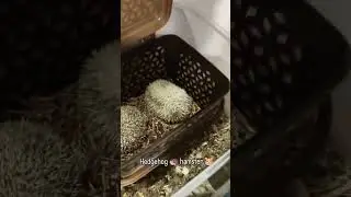 hedgehog hamster 🐹 tohid Exotic Pets bhopal WhatsApp 91111-54646
