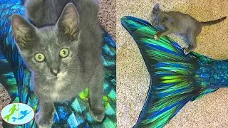 A Cute Kitten Plays With a Real Mermaid | Theekholms