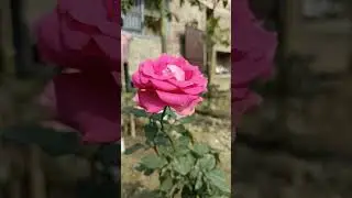 happy new year 💝 #happynewyear #viral #shorts #ytshorts #flowers #status #rose  #whatsappstatus