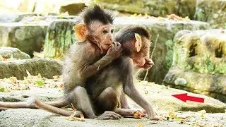 Monkey Daimond with baby Dustin, Baby Jayden hugs baby Dustin