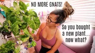 Caring For Your NEW Houseplant | Insect Prevention (GNATS!)
