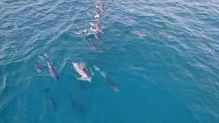 Afternoon Dolphin Drone Footage on the Dolphin Coast, Ballito