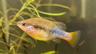 XENOTOCA DOADRIOI (RARE LIVEBEARER FROM MEXICO)