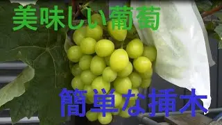 シャインマスカット超簡単挿木で苗作り