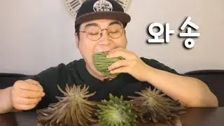 와송 먹방~!! 리얼사운드  social eating Mukbang(Eating Show)