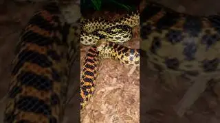 Pacific gopher snake not having it today.