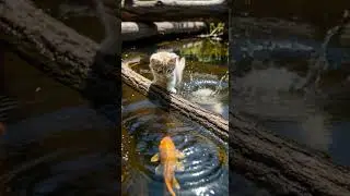 ❤️❤️❤️Three Kittens Having Fun Underwater Watch Their Playful Splash #kittens #underwater #pets