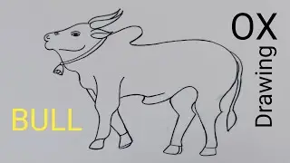 Bull Ox Drawing How To Draw A Bull With Pencil Drawing Ox Bull Drawing