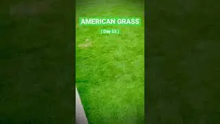 💚 AMERICAN GRASS 🍀 (#Shorts)