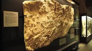 UW-Madison Geology Museum