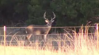 Tall Rack Whitetail Deer!