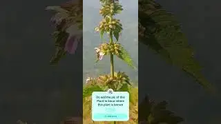 Stachys #Flora #Plant  #Flower #Nature #Bud #Stem #Branch #Video #Reel