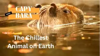 🐾The Capybara &ndash; The Chillest Animal on Earth | The Animal Narrator