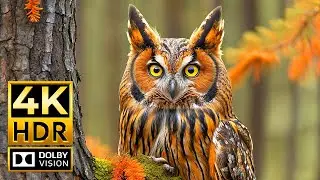 Explore Vibrant Wildlife in 4K &ndash; Dolby Vision 4K HDR for Unmatched Clarity
