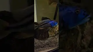 MALAWI HAWK WAKING UP TO MORNING LIGHT