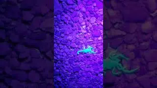 Scorpion Glows Under Blacklight