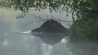 North American Beaver in the mist hauls material up to its lodge and brings back a willow to feed on