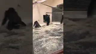 POV: You got Raging Demon'd by a Gorilla #MurdoinkMeme