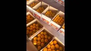 orange export quality