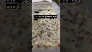 Making Remove Sickness Soap. $11.11 on Cipherflower.com