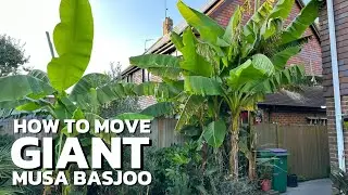 MUSA BASJOO - Hardy Banana removal Tropical Plants