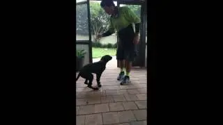 Our Borador Diesel