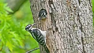 Leuconotopicus villosus  HAIRY WOODPECKER feeds chick 9094521