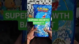 Pilihan terbaik untuk ikan koi🤩🥰#shortvideo#shortvideo#shorts