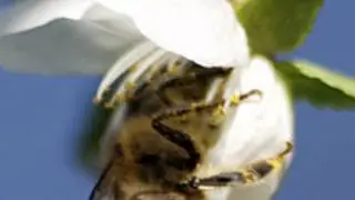 THE MAGNETIC SOUND - WIGWAM