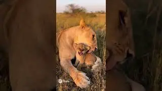 What Happens When Mom Lion Cuddles Her Cub?